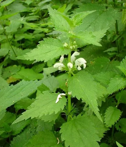 Lamium албум - симптоми и лечение на народната медицина у нас