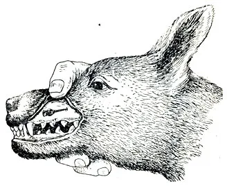 Betegségek száj régió 1958 - kutyák betegség (nem fertőző)