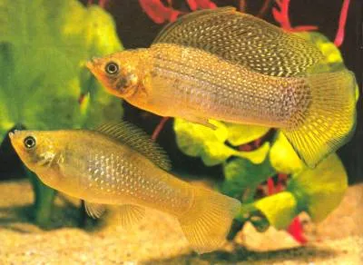 Живороден аквариумни риби - видове, снимки и описание