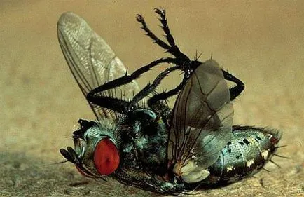 Green описание муха, снимки