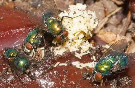 Green описание муха, снимки