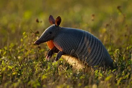 Armadillo de animale, animale