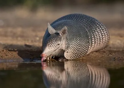 Armadillo de animale, animale