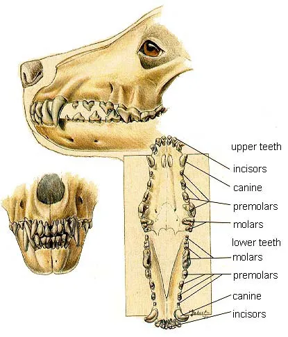 A fogak és a periodontális betegség a kutyák