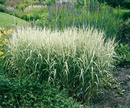 Тревите в ландшафтен дизайн характеристики на състава и избора на сортовете