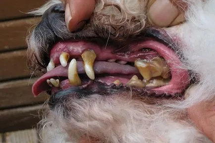 Dintilor si boli parodontale la câini