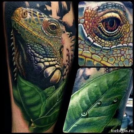 Jelentés tetoválás iguana iguana érték tetoválás, a tetoválás szalon - Tortuga - 24 óra