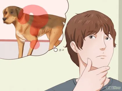 Как да подхранвам кучето