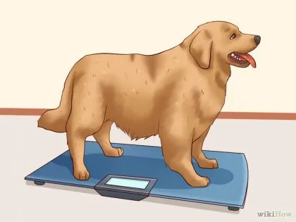 Cum se îngrașe câinele