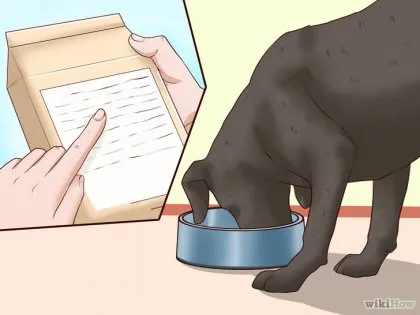 Как да подхранвам кучето