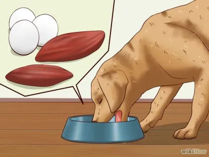 Cum se îngrașe câinele