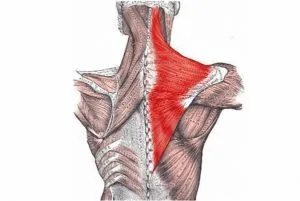 4 Exerciții pentru dezvoltarea efectivă a trapez, sport și sănătate