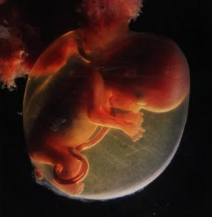 4 luni senzație gravidă, dimensiunea de stomac, dezvoltării fetale - video comentarii