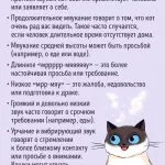 Агресията при котки на лицето, какво да правя след стерилизация или за суха храна, лечение и причини