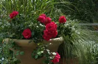 9 съвета за това как да растат красиви рози на балкона