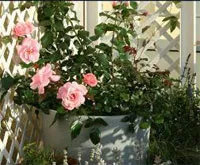 9 съвета за това как да растат красиви рози на балкона
