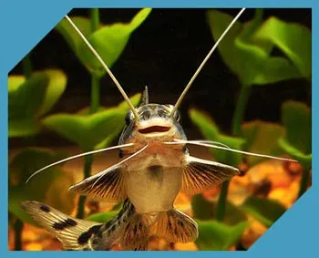 pesti de acvariu numele speciei, fotografie și descriere