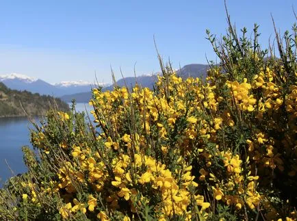 Acacia полезни свойства, растителни цветя снимка