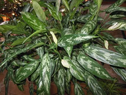 Aglaonema frumusete casa si beneficii