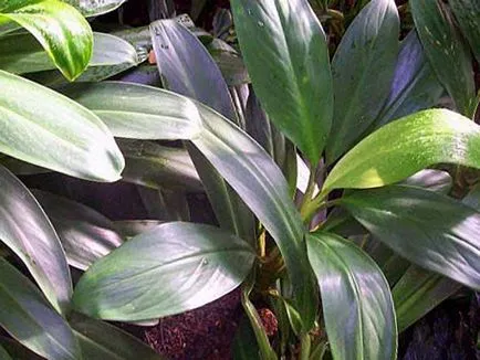 Aglaonema frumusete casa si beneficii