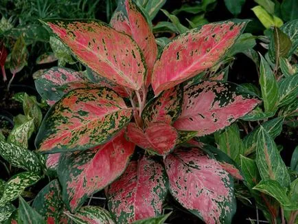 Aglaonema frumusete casa si beneficii