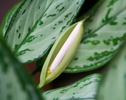 Aglaonema frumusete casa si beneficii