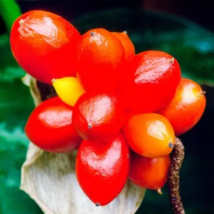 Aglaonema frumusete casa si beneficii