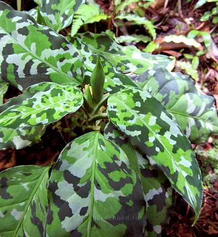 Aglaonema frumusete casa si beneficii