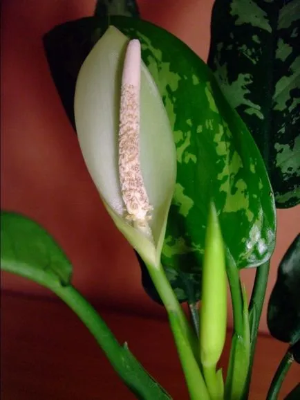 Aglaonema frumusete casa si beneficii