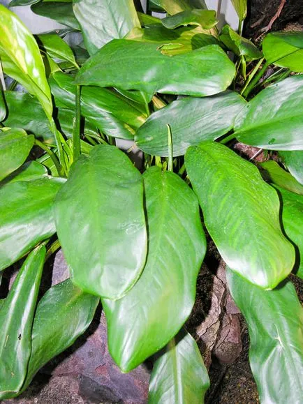 Aglaonema frumusete casa si beneficii