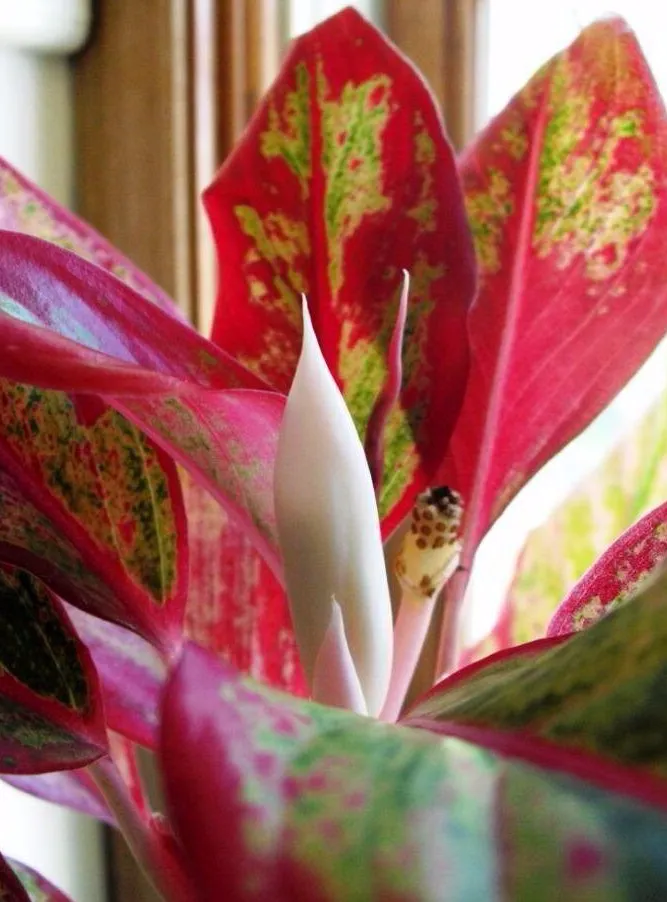 Aglaonema frumusete casa si beneficii