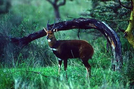 Antelope Krugosvet enciklopédia