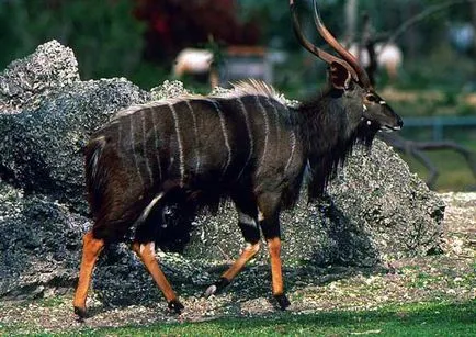 Antelope Krugosvet enciklopédia