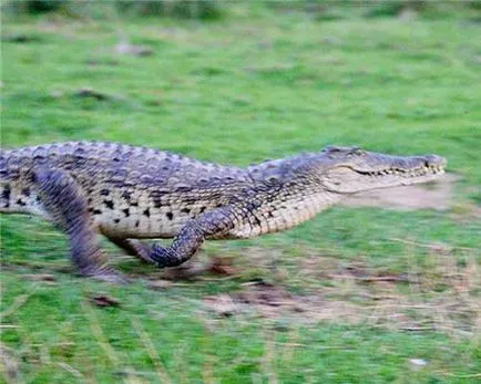 Американската крокодил, снимки