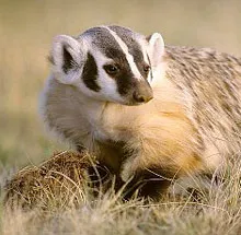 Badger мазнини приложни свойства, лечение, противопоказания