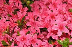 Azalea illóolaj - helyszínen a aromaterápiás aromarita