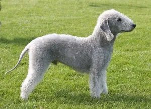 Bedlington terrier (terrier Bedlington)