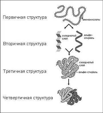 Протеини и пептиди