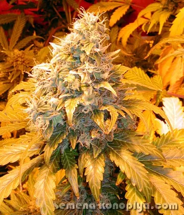 Autoflowering minőségű cannabis mag előnyeit és hátrányait marihuanymj Novosti