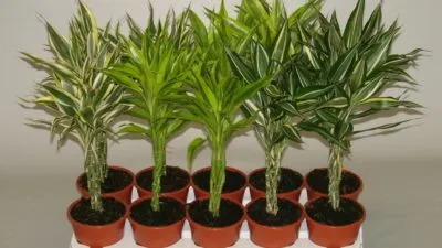 Bamboo (Dracaena Sander) за растение в саксия грижи, как да растат в дома, озеленяване и