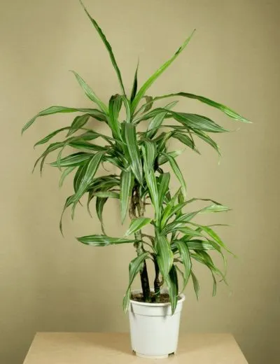 Bamboo (Dracaena Sander) за растение в саксия грижи, как да растат в дома, озеленяване и