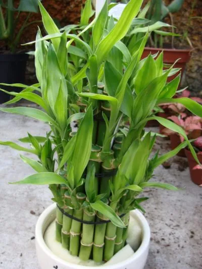 Bamboo (Dracaena Sander) за растение в саксия грижи, как да растат в дома, озеленяване и