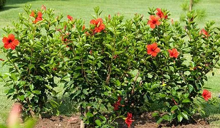 Alfabetul hibiscus parfum - parfum - totul despre arome site-ul Ile de Beauté