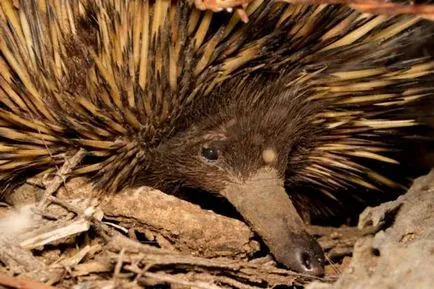 Scurt-beaked Echidna (limba latină: