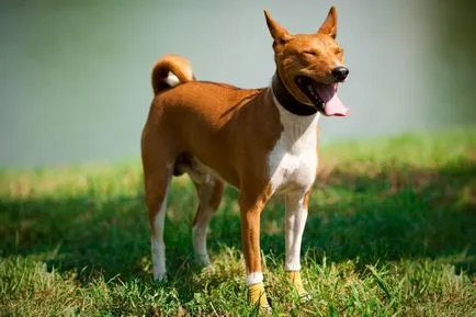 Basenji, câinele sau african Nela