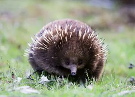 Scurt-beaked Echidna (limba latină: