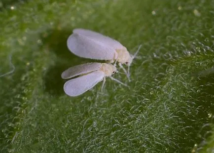 Whitefly la plante de apartament pe Fuchsia, muscata cum să scape