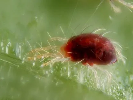 Euonymus Fortune описание, засаждане и грижи, сортове със снимки