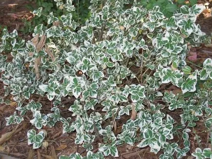 Euonymus Fortune засаждане и грижи, снимка