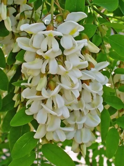Fehér akác virágok